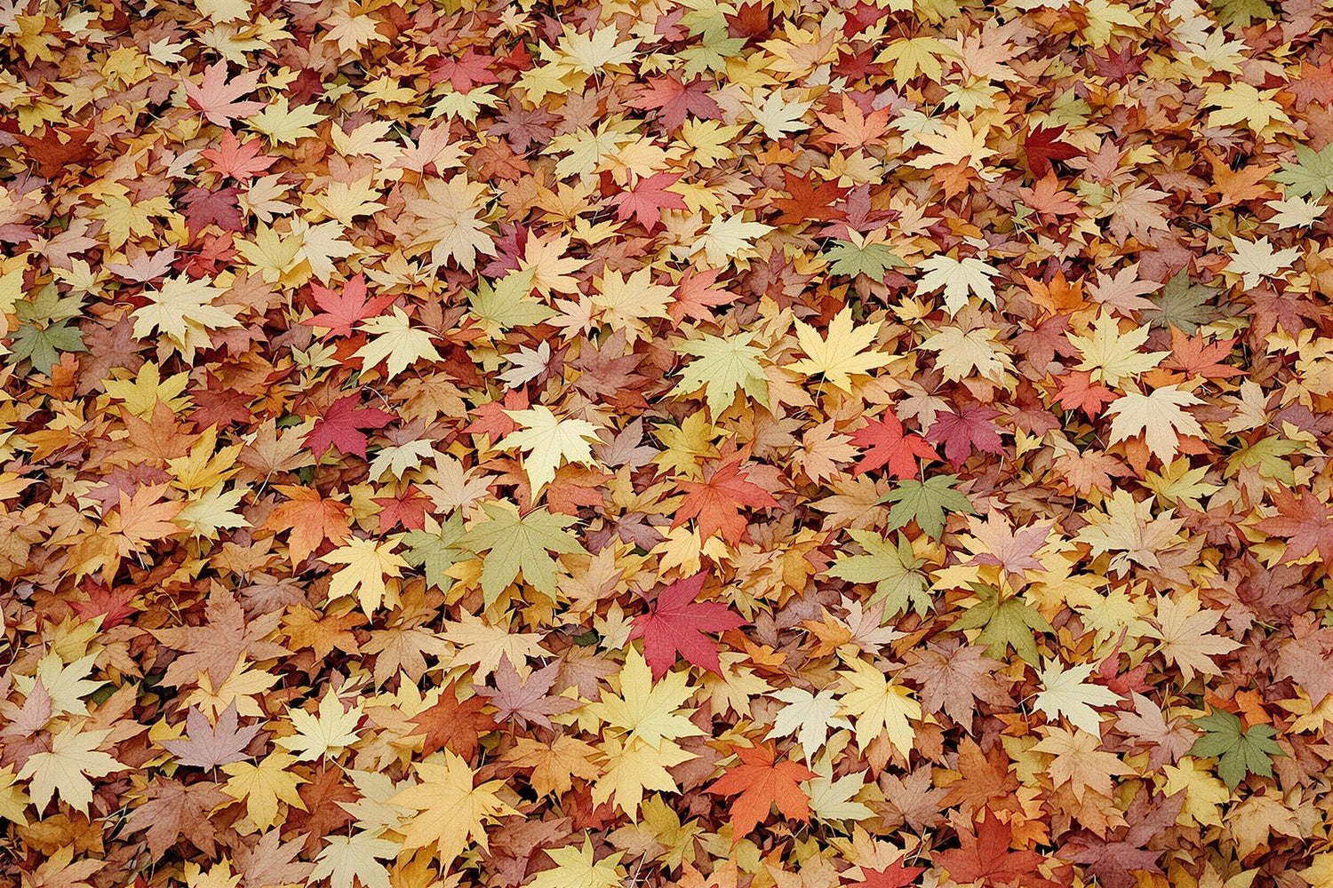 Gartenpflege im Herbst: So bringst Du Deinen Garten mit LEO Garden Geräten sicher durch die goldene Jahreszeit