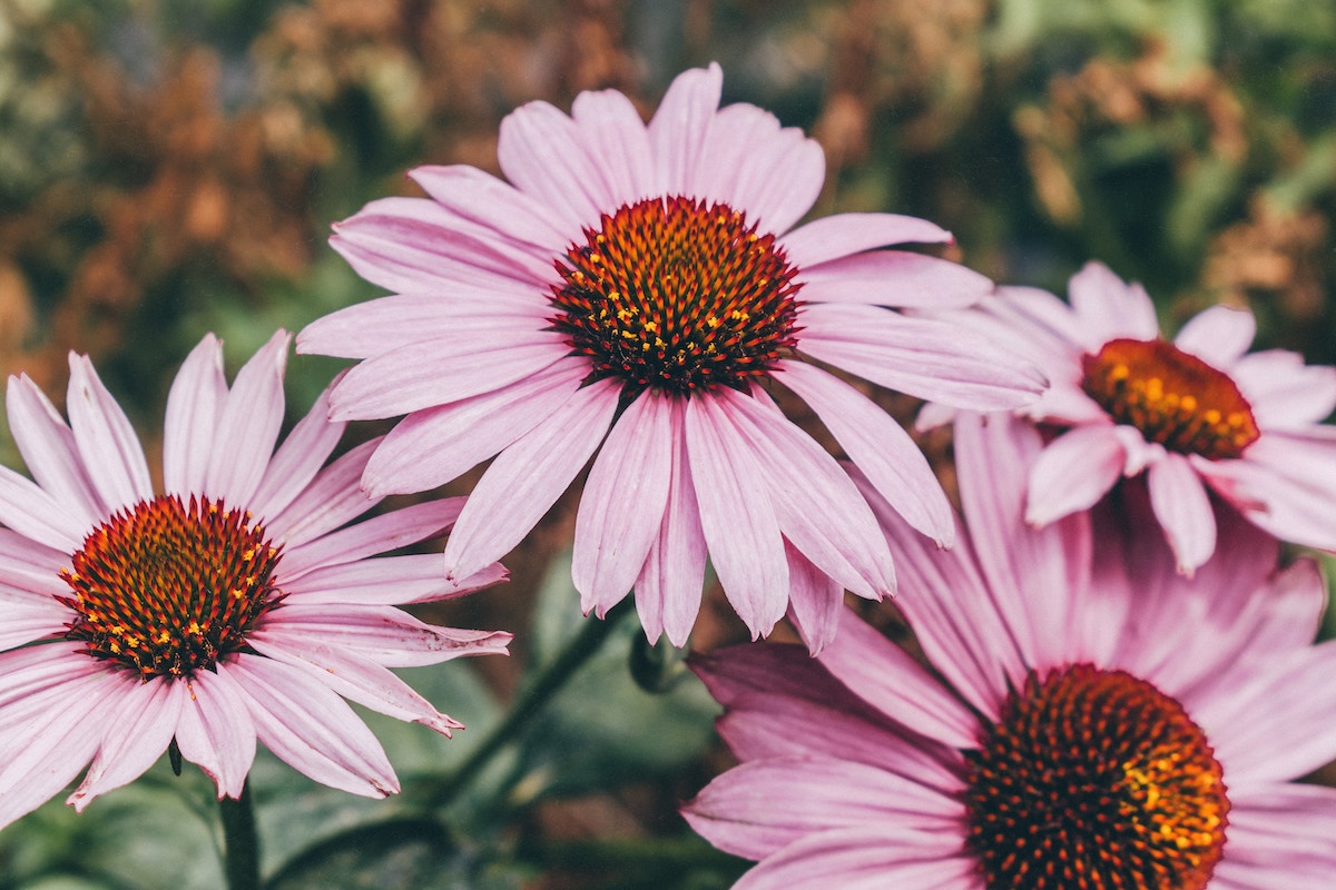 Von Sedum bis Aster: Die besten mehrjährigen Pflanzen